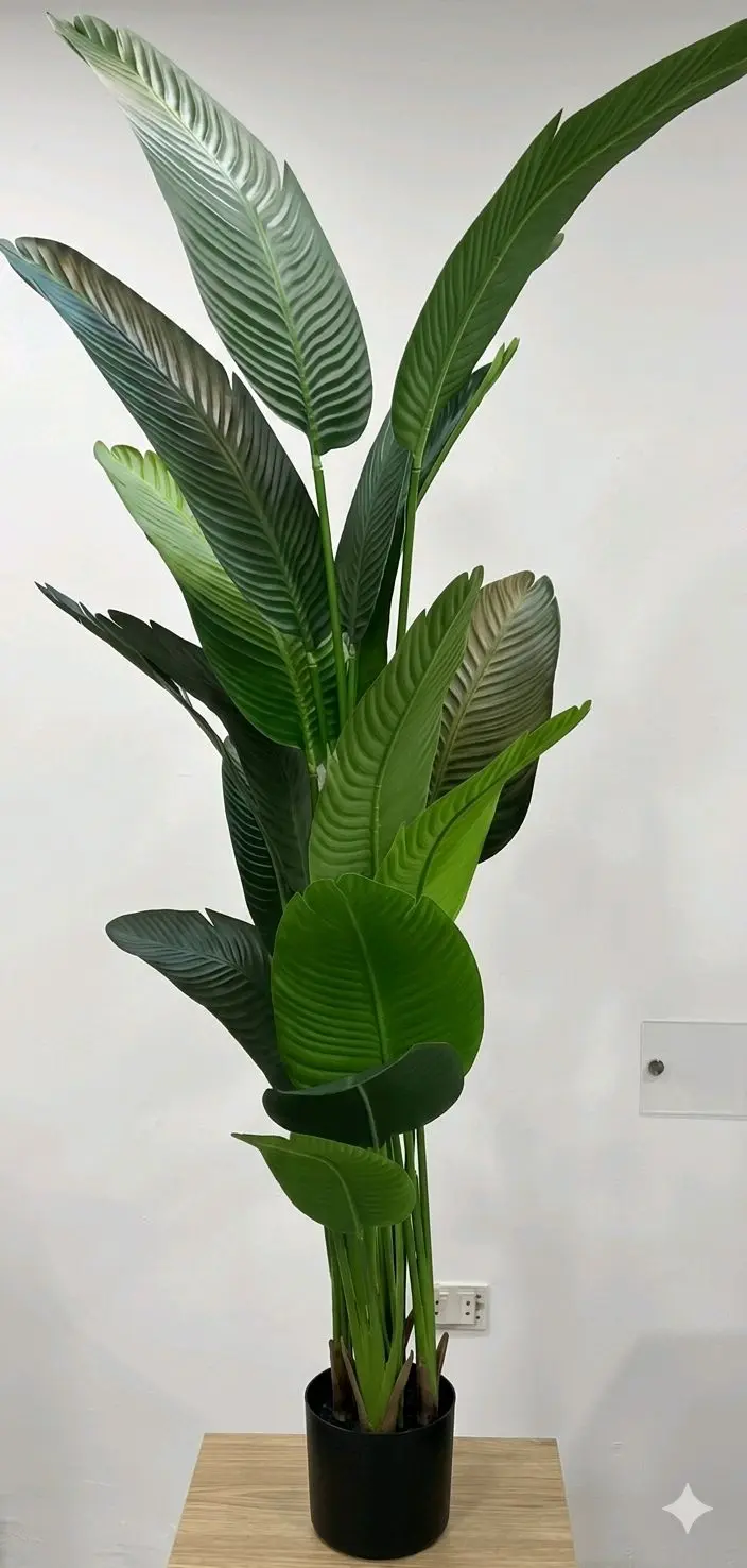 BANANA TREE 2m/CS-18-10