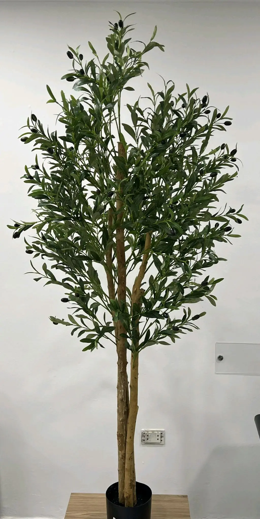 OLIVE TREE 220 cm/CS-18-8