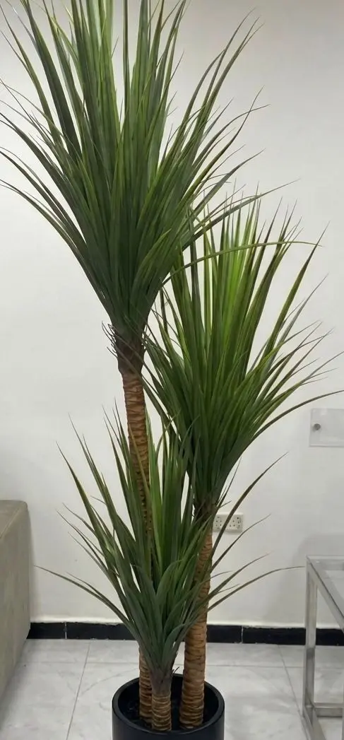 PALM TREE 2m/CS-18-15
