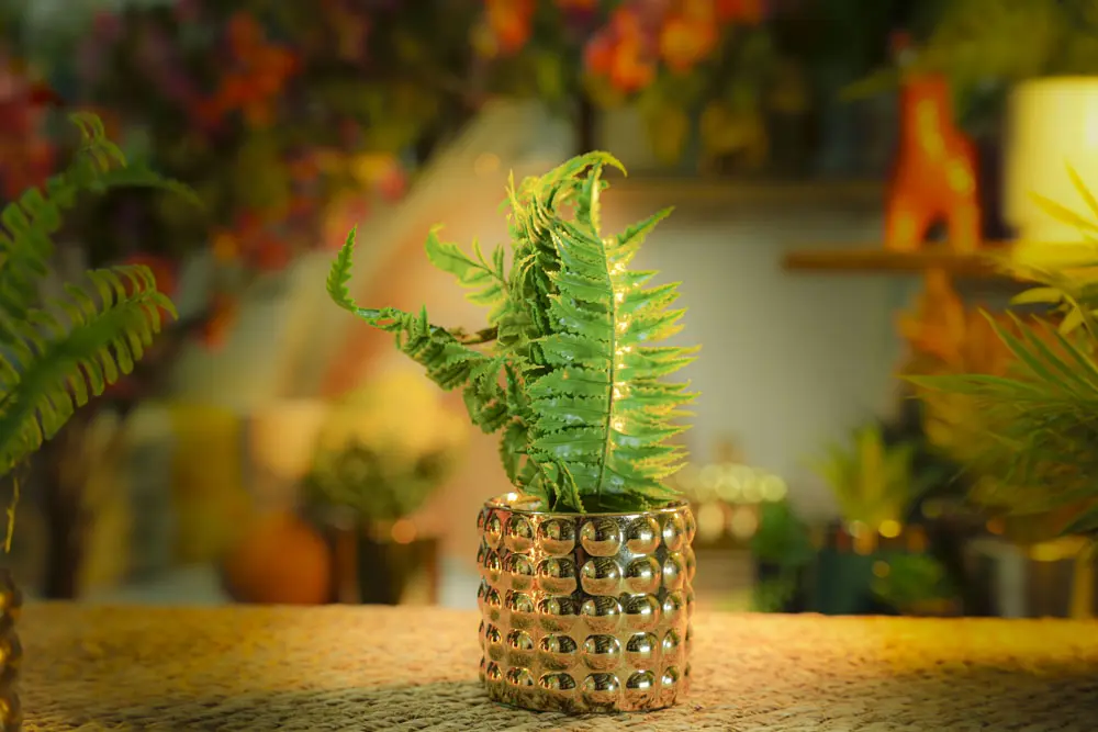 DECORATION PLANTS / CS-17-8